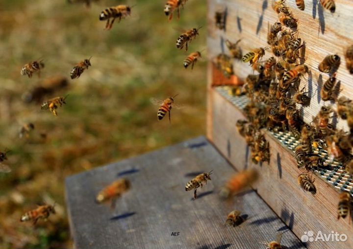 2024 Мёд натуральный с Алтая оптом