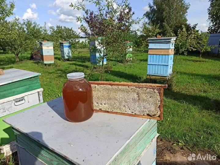 Свежий цветочный мед 2023 года