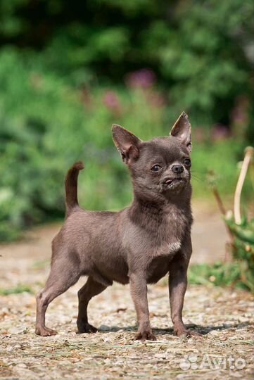 Супер мальчики чихуа