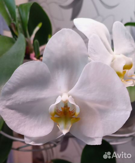 Орхидея