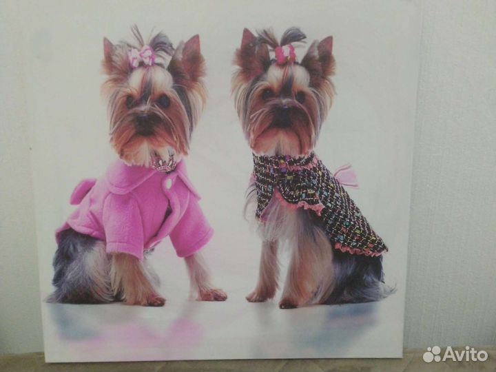 Йорки не картина