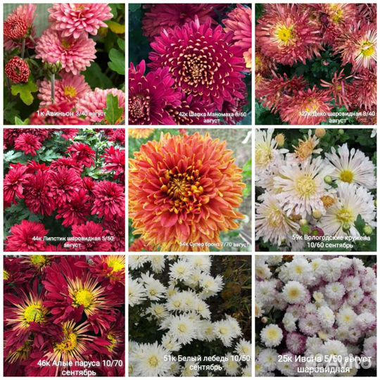 Хризантема корейская