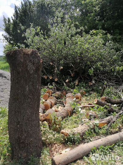 Расчистка участка, спил,корчевание деревьев