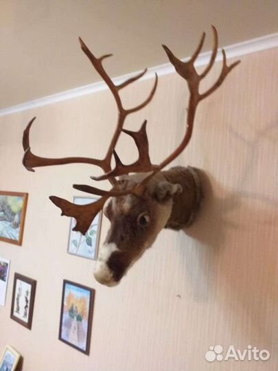 Голова оленя с рогами (чучело)