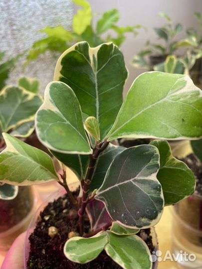 Фикус триангулярис вайт марджин