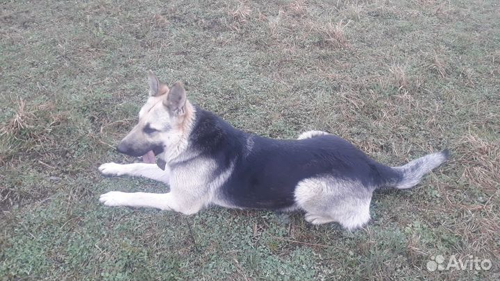 Щенки восточноевропейской овчарки