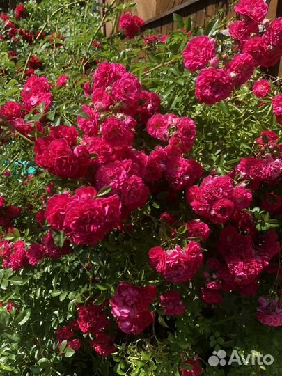 Роза плетистая