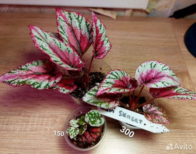 Бегония разные сорта