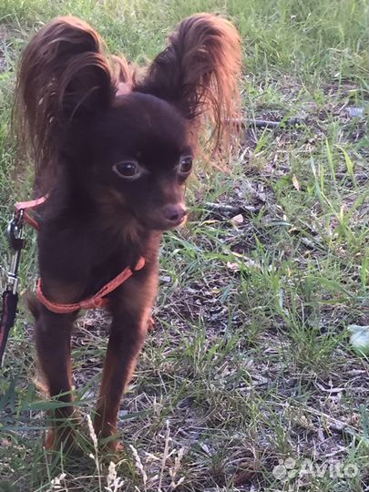 Той-терьер вязка