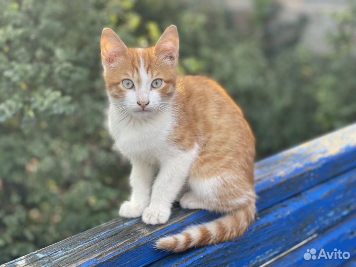 Пушистое счастье в хорошие руки