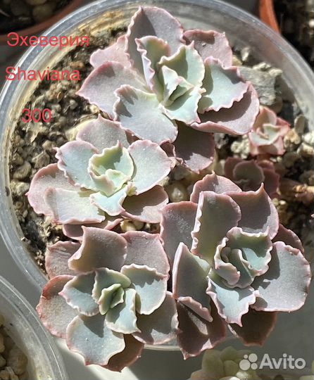 Суккуленты