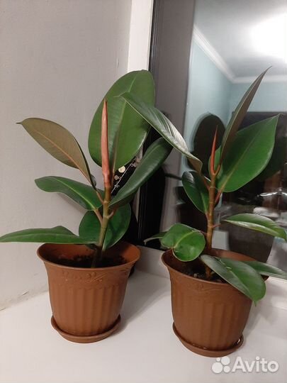 Фикус каучуконосный