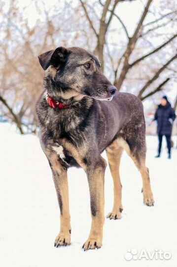 Фëдору нужен дом