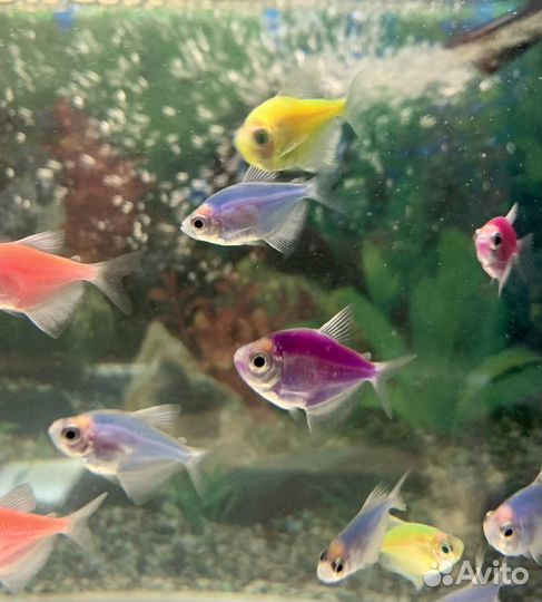 Тернеции данио неоны