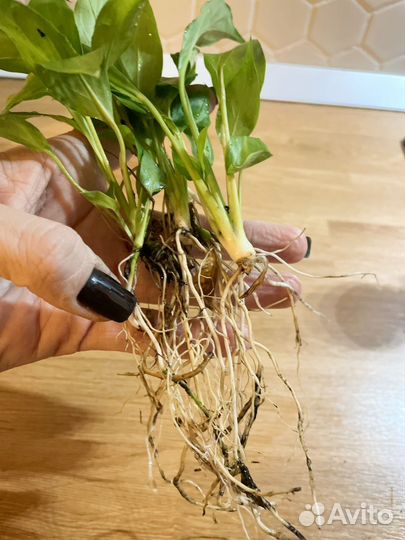 Спатфиллум