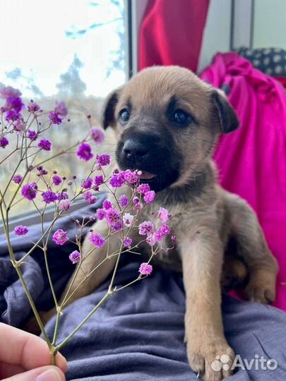 Щенки 1 мес. малыши спасеныши