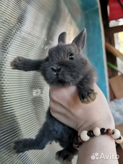 Декоративные карликовые кролики