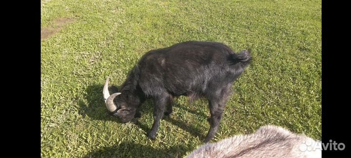 Козёл и козы