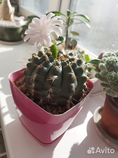 Кактусы и суккуленты