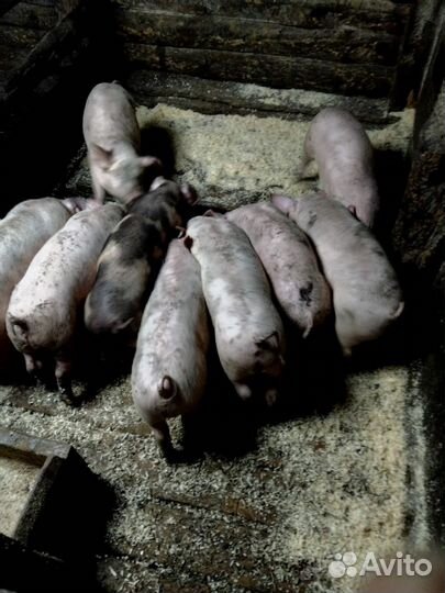 Поросята