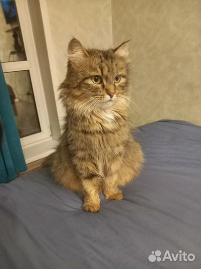 Кошка
