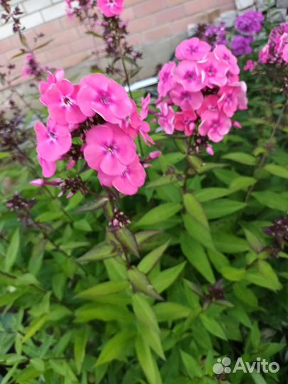 Флоксы многолетние