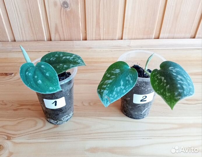 Сциндапсус Сильвер Энн