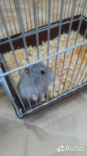 Джунгарский хомяк с клеткой