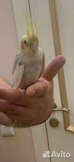 Попугай карелла самец