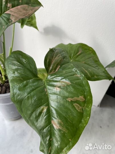 Сингониум пинк сплеш