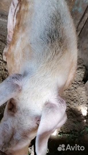 Хряк на племя