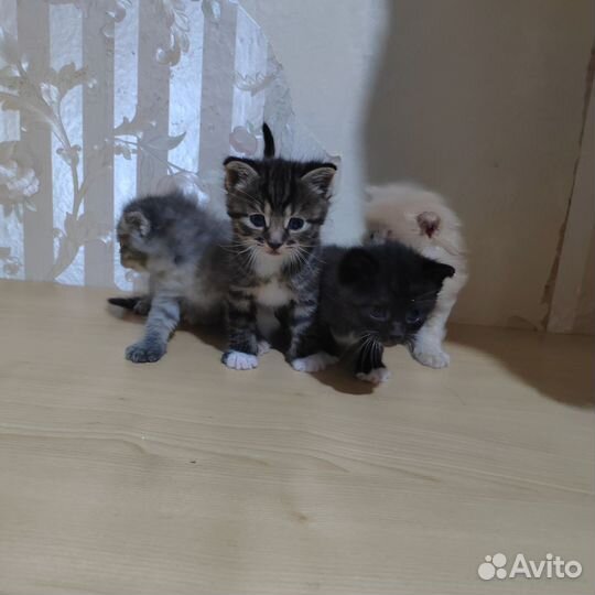 Кошка