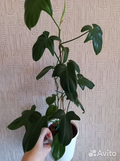 Цветы для дома