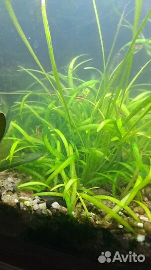 Криптокорина, перистолистник и др