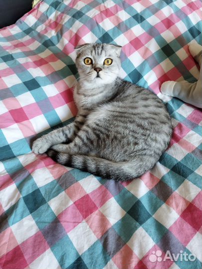 Шотландская вислоухая кошка бесплатно