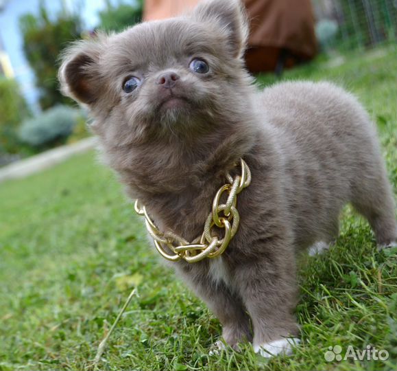 Чудо лиловое