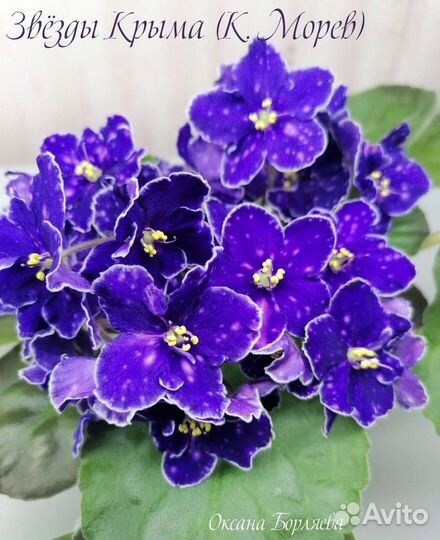 Фиалка укорененный лист