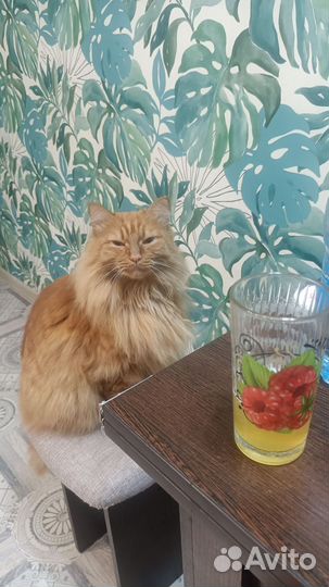 Кот в добрые руки