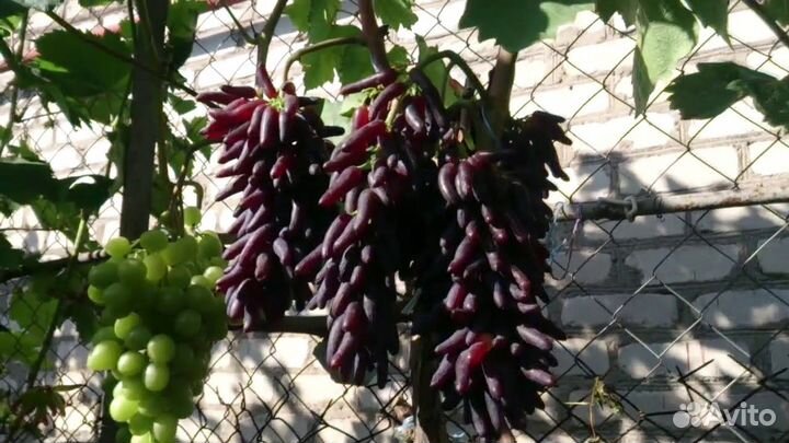 Виноград хэллоуин и аватар и др