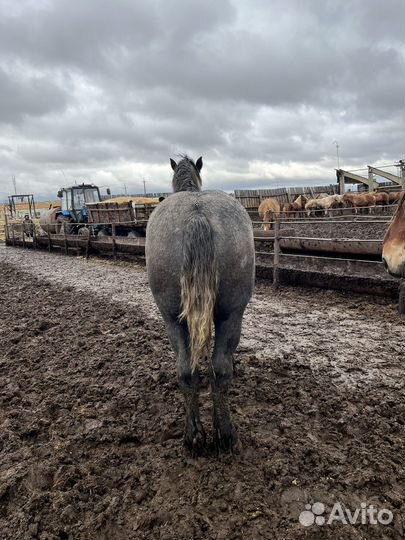 Жеребцы на племя