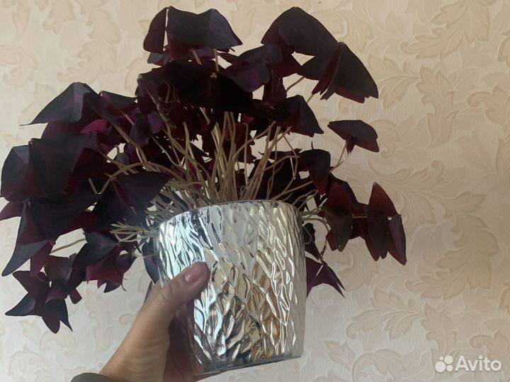 Кислица ботерфляй бардо