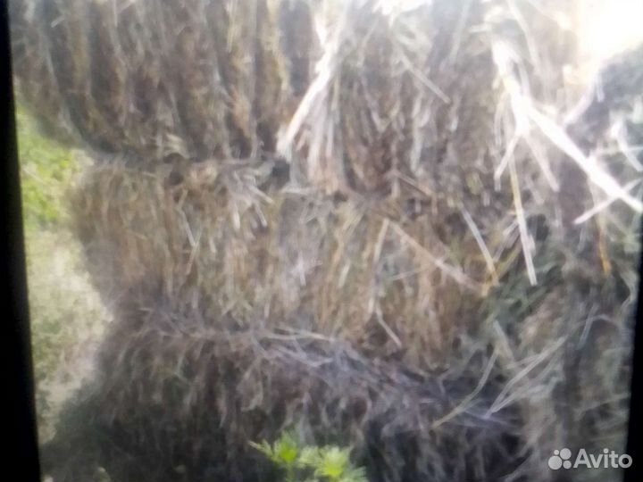 Сено в тюках 2023 разнотравье сухое