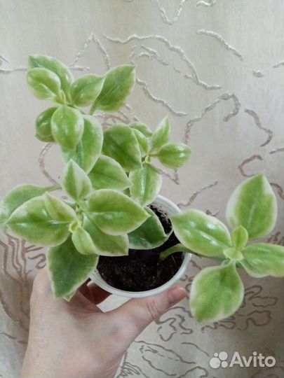 Аптения вариегатная от 50руб