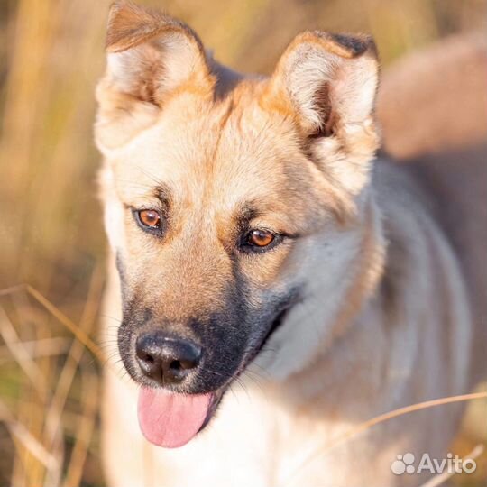 Собака в добрые руки