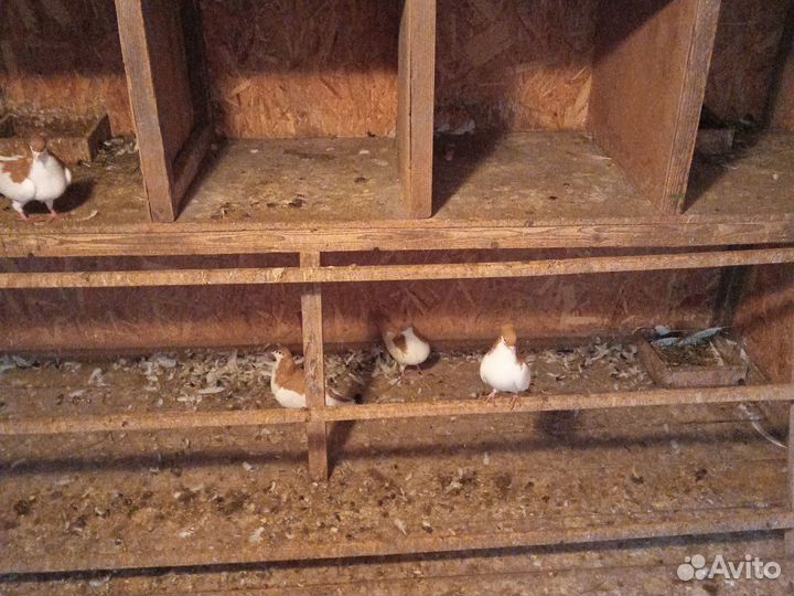 Продажа голубей