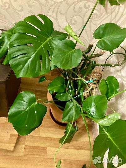 Монстера взрослая