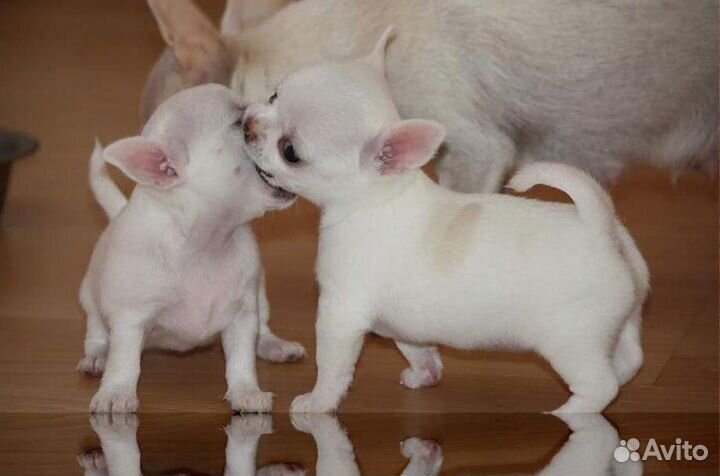 Чихуашки mini