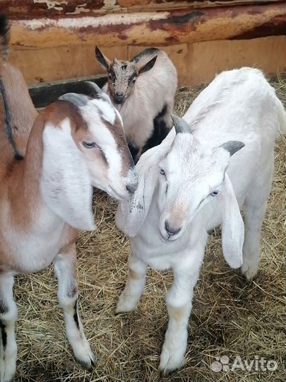 Коза и козел англо-нубийская порода