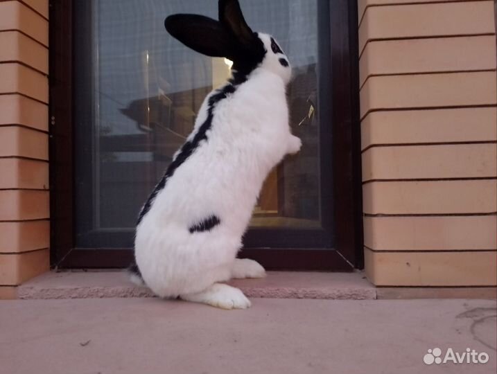 Кролики немецкий пестрый великан