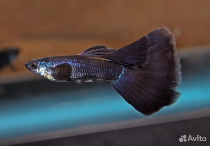 Аквариумная рыбка черный принц